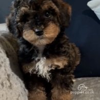 Cavapoo - Both