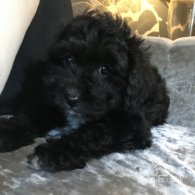 Cavapoo - Both