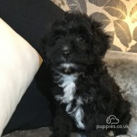 Cavapoo - Both