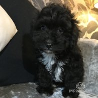 Cavapoo - Both