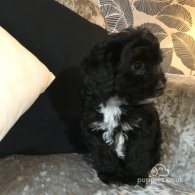 Cavapoo - Both