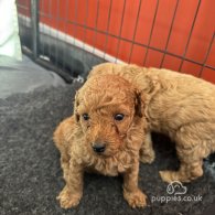 Cavapoo - Both