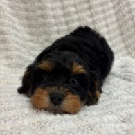 Cavapoo - Both