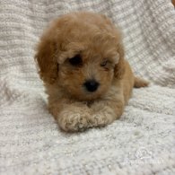 Cavapoo - Both