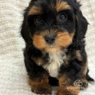 Cavapoo - Both