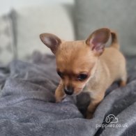 Chihuahua - Dogs