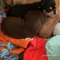 Chihuahua - Both