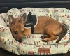 Chorkie