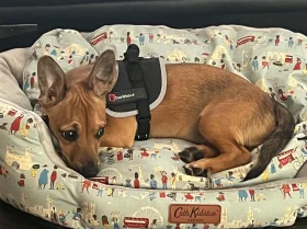Chorkie