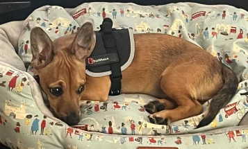 Chorkie