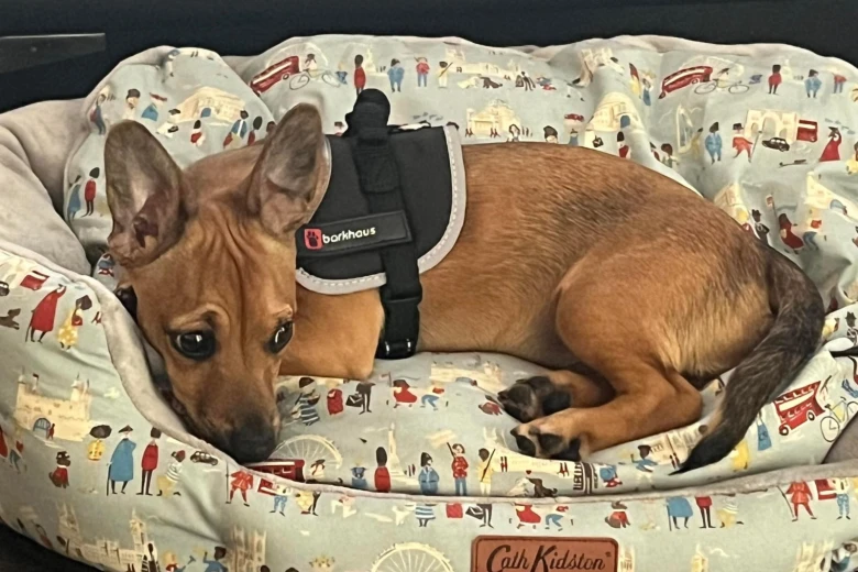 Chorkie