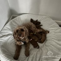 Cockapoo - Both