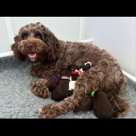 Cockapoo - Both