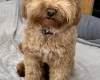 Cockapoo