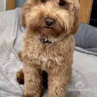 Cockapoo