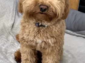 Cockapoo