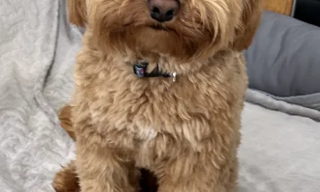 Cockapoo