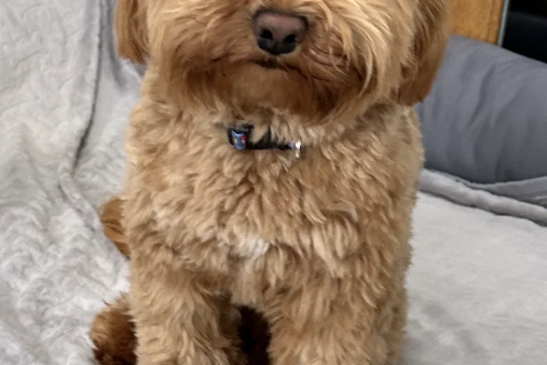 Cockapoo