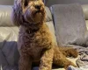 Cockapoo