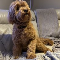 Cockapoo