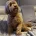 Cockapoo