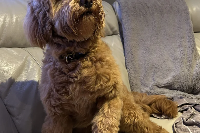 Cockapoo