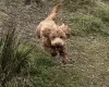 Cockapoo