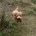 Cockapoo