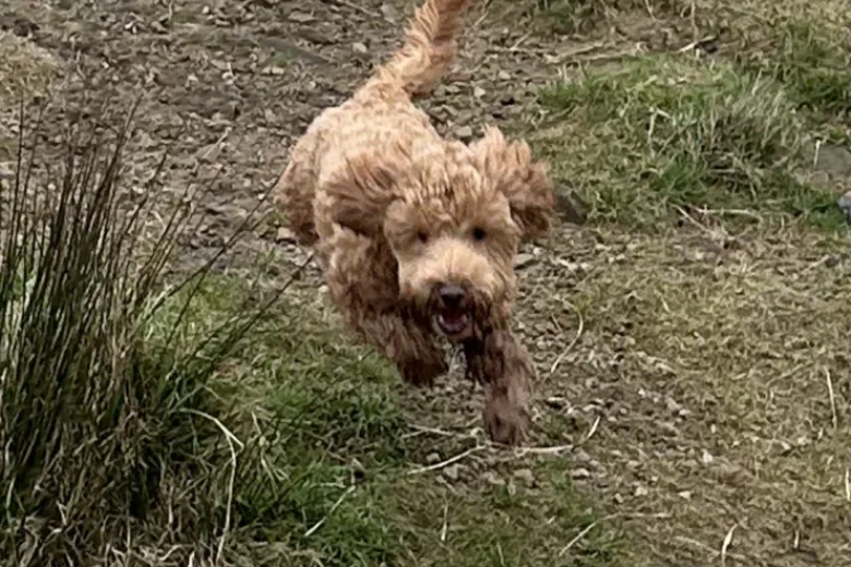 Cockapoo