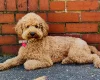 Cockapoo
