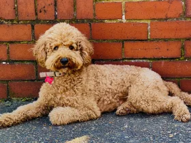 Cockapoo