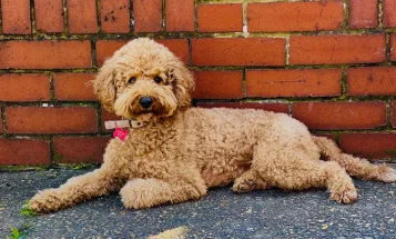 Cockapoo
