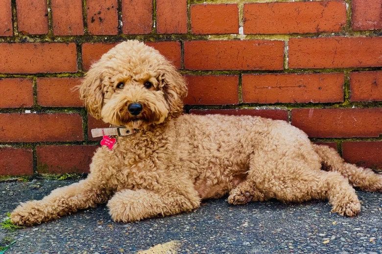 Cockapoo