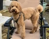 Cockapoo