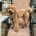 Cockapoo