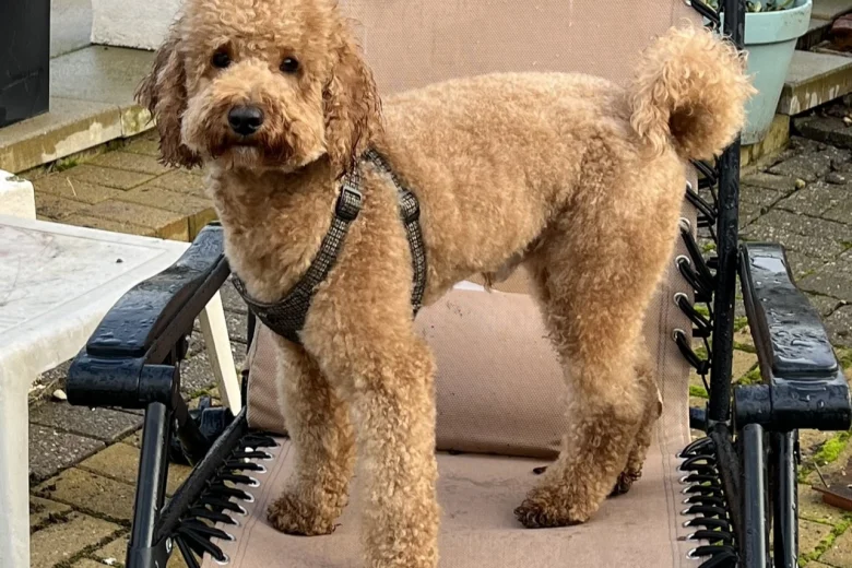 Cockapoo