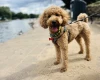 Cockapoo