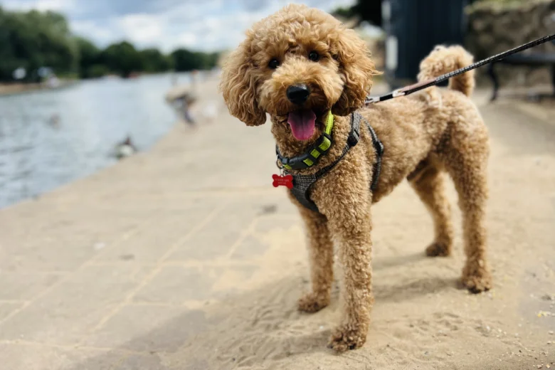 Cockapoo