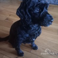 Cockapoo - Both