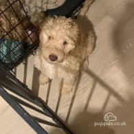 Cockapoo - Both