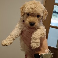 Cockapoo - Both