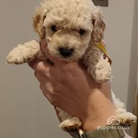 Cockapoo - Both