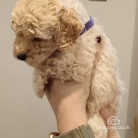 Cockapoo - Both