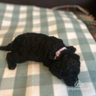 Cockapoo - Both