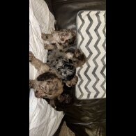 Cockapoo - Both