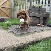 Cockapoo - Both