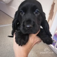 Cocker Spaniel (Working & Show) - Both