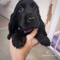 Cocker Spaniel (Working & Show) - Both