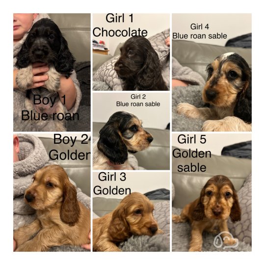 Cocker Spaniel (Working & Show) - Both