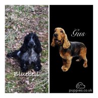 Cocker Spaniel (Working & Show) - Both